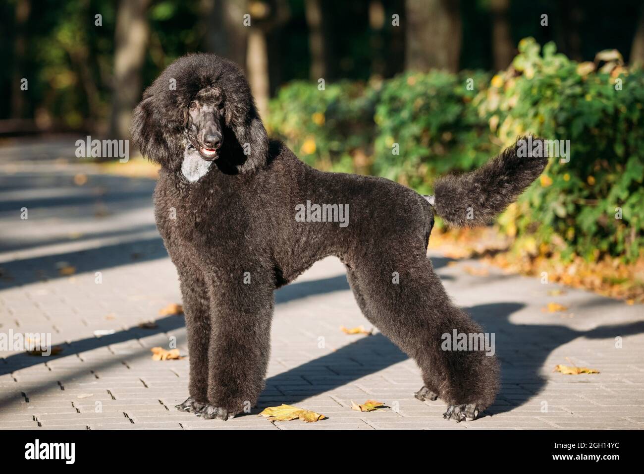 what is the oldest living standard poodle