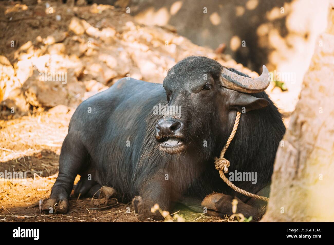 Goa, India. Water Buffalo Lie Resting Under The Sun Stock Photo Alamy