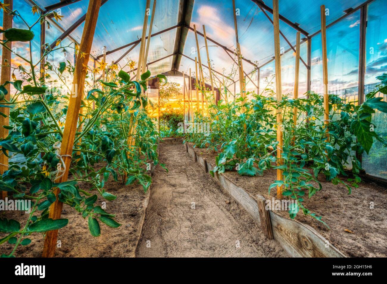 Tomatoes Vegetables Growing In Raised Beds In Vegetable Garden And