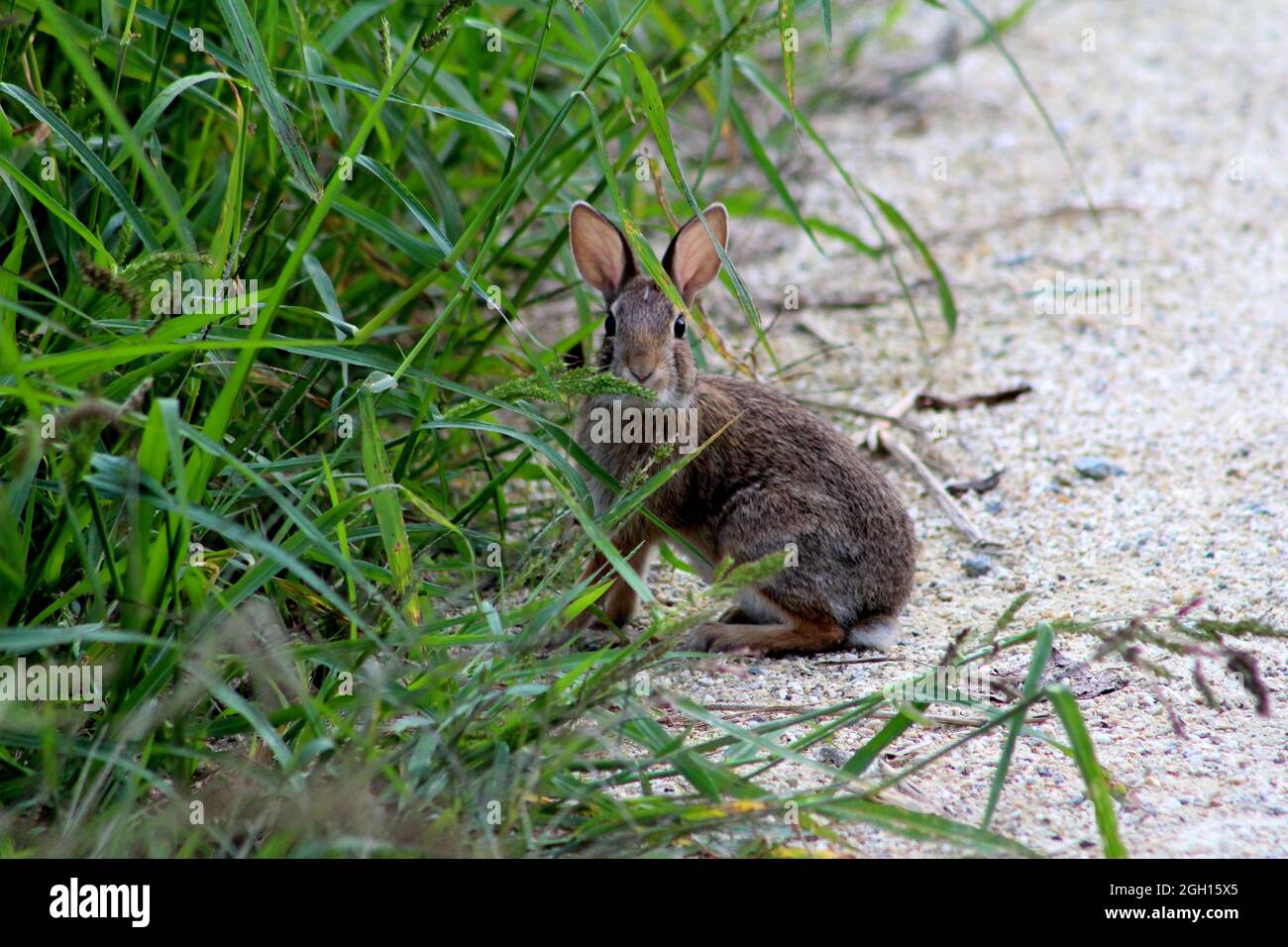 Wild rabbit looking at camera Stock Photo