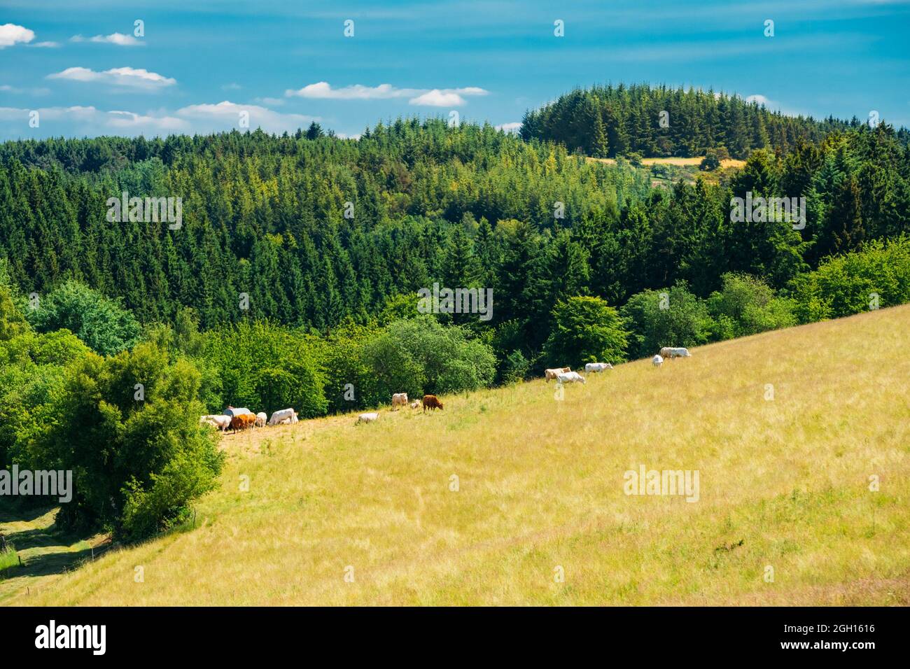 Idyllic scene of grazing cattle hi-res stock photography and images - Alamy