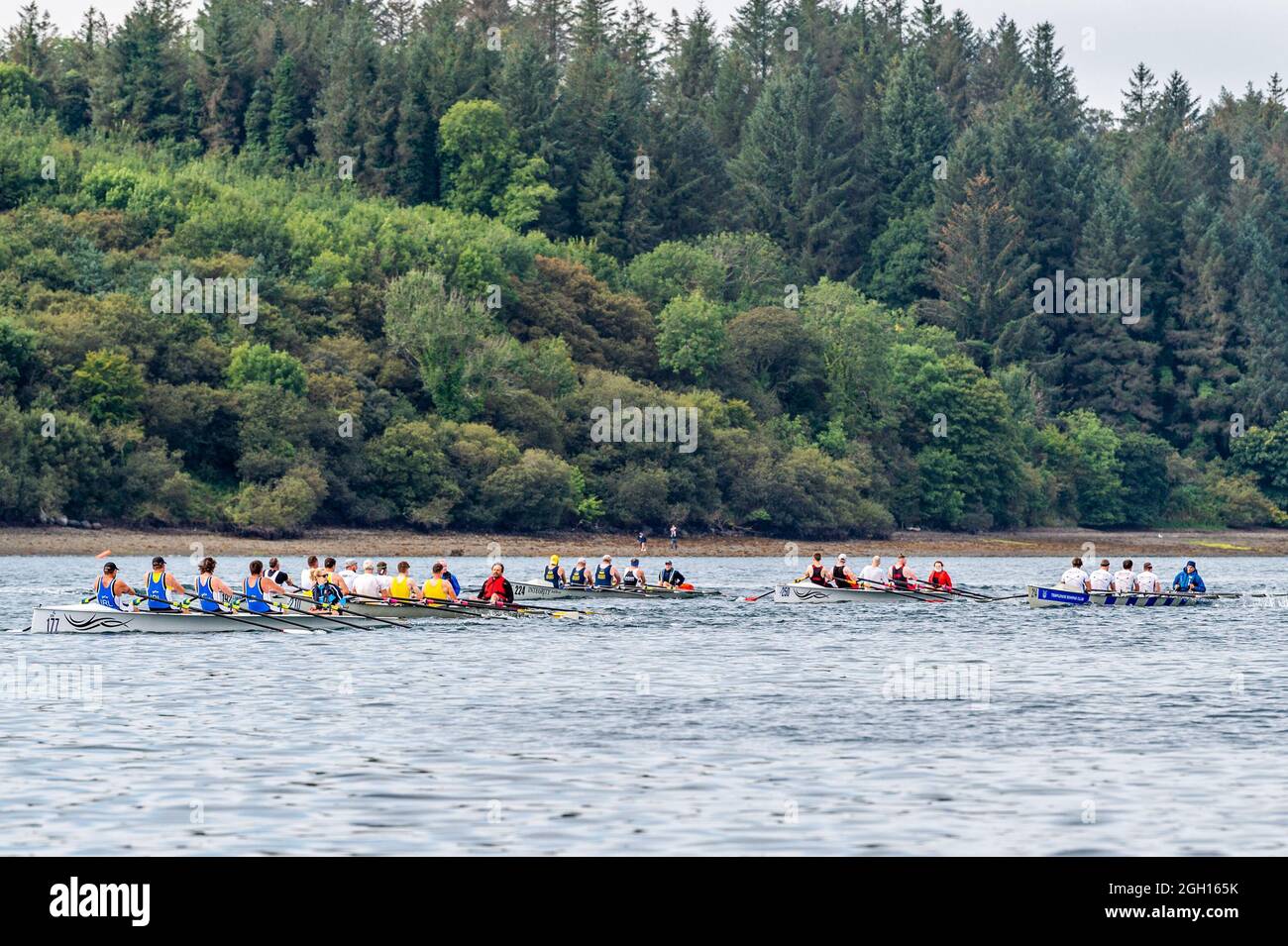 Bantry, West Cork, Ireland. 4th Sep, 2021. Rowing Ireland is holding the national offshore rowing championships in Bantry this weekend. The event, hosted by Bantry Rowing Club, is being contested by 30 rowing clubs from around Ireland. The racing was very close. Credit: AG News/Alamy Live News Stock Photo