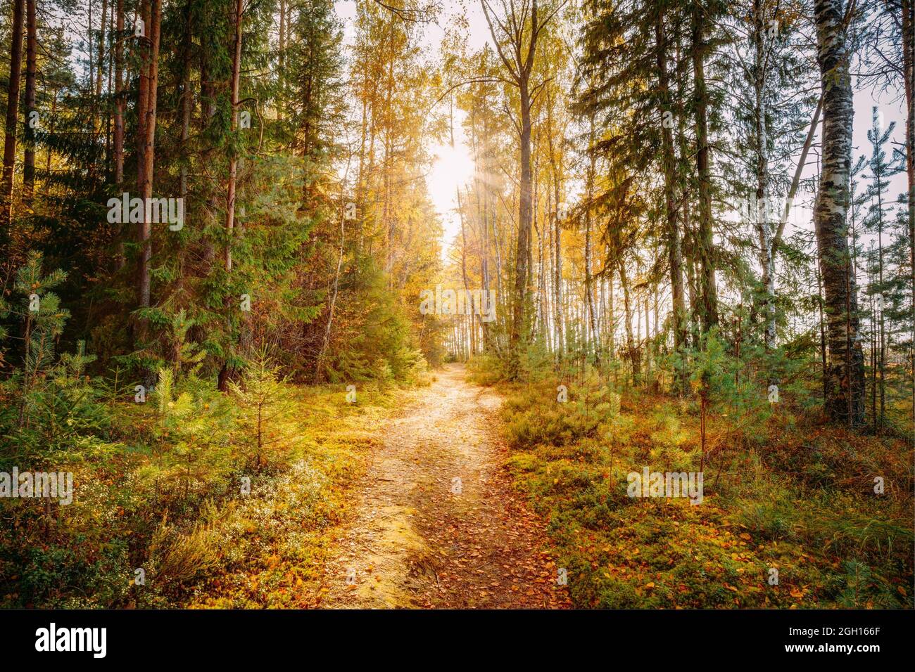 Sun shining over road, path, walkway through forest. Sunset Sunrise In ...
