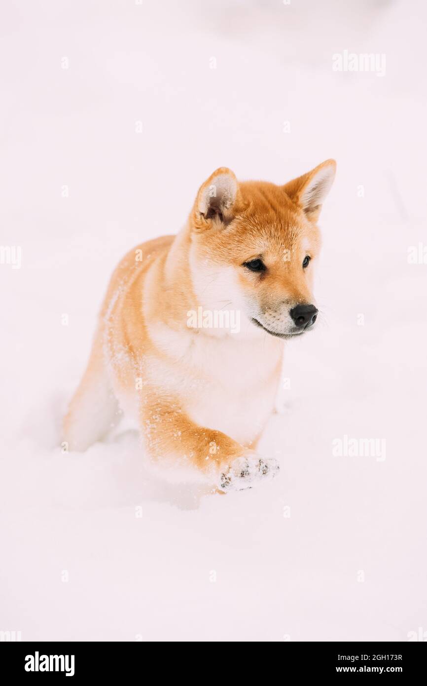 Shiba Inu Dog Walking In High Resolution Stock Photography And Images Alamy Shiba Inu Dog Walking In High Resolution Stock Photography And Images Alamy
