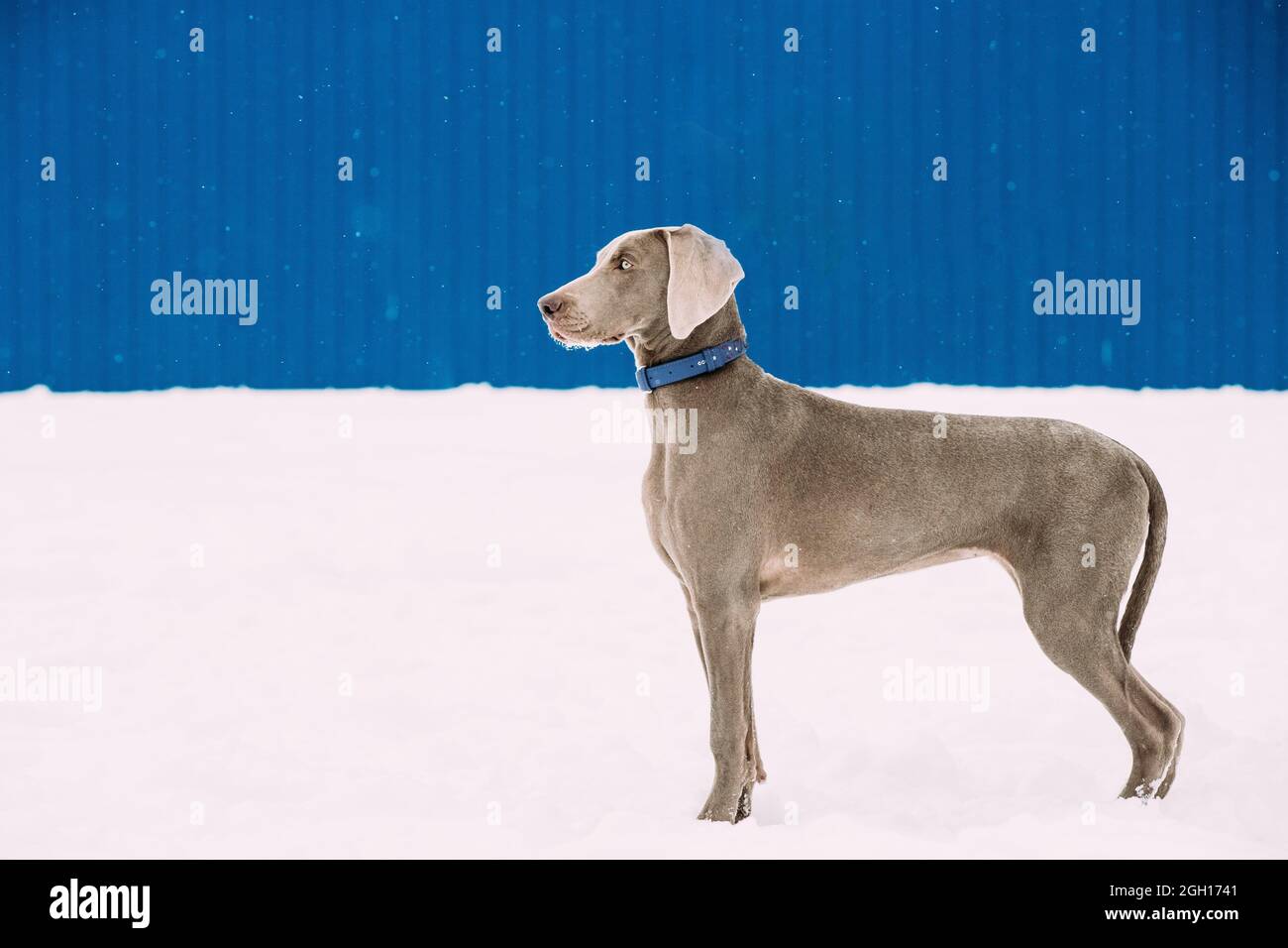 Beautiful Weimaraner Dog Standing In Snow At Winter Day. Large Dog Breds For Hunting. Weimaraner Is An All-purpose Gun Dog. Stock Photo