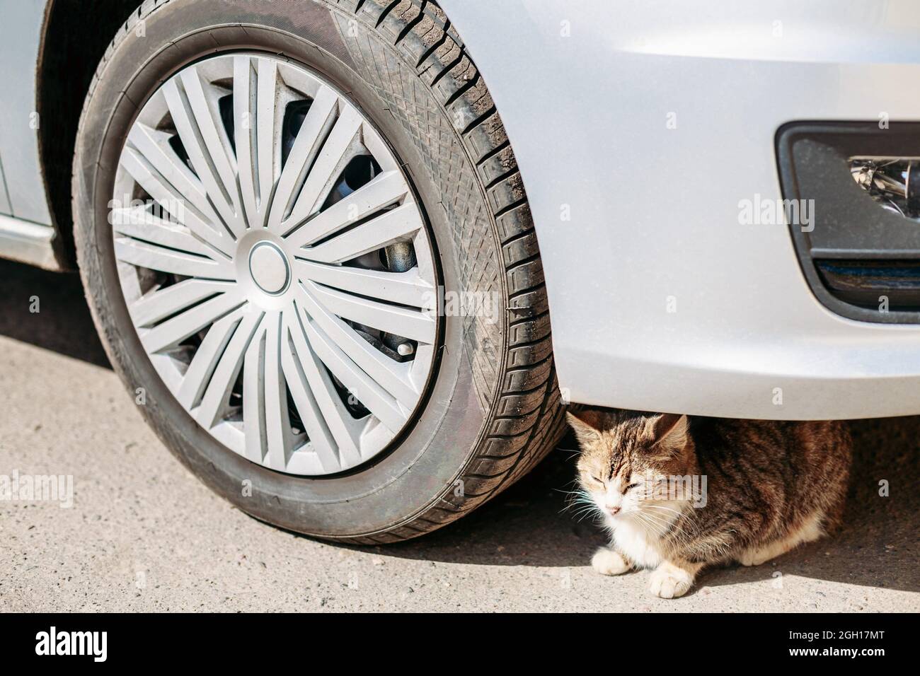 Cat Sits Dangerously Under The Wheel Of Car. Because Of Heat In City Of
