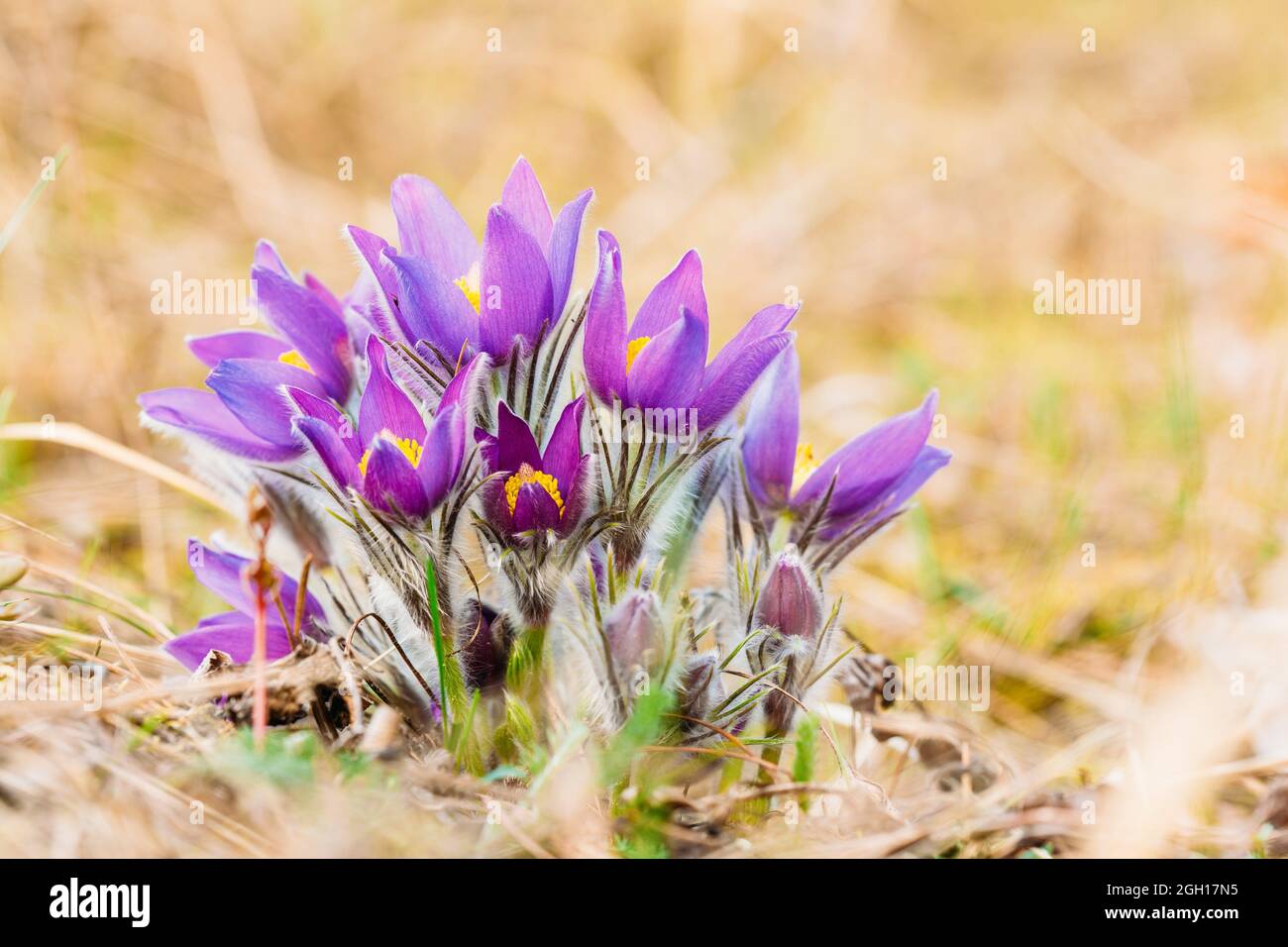 Canada china hires stock photography and images Alamy
