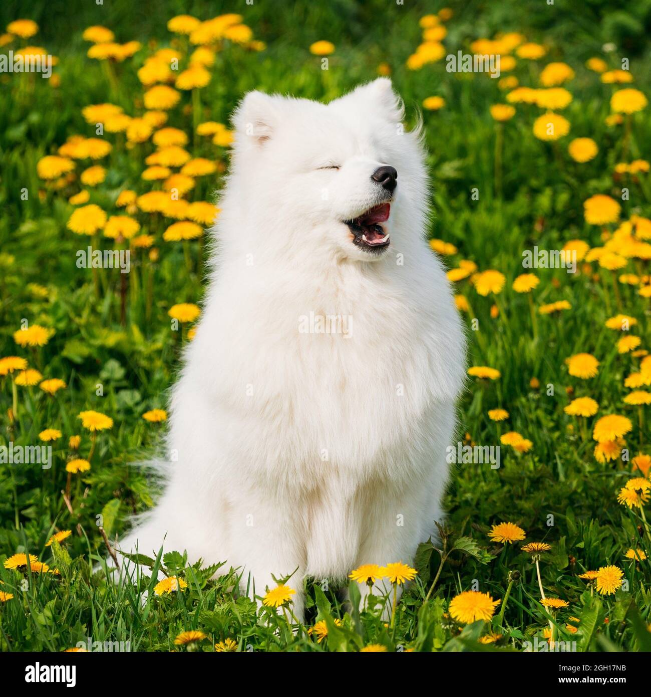 Smiling hotsell sammy puppies