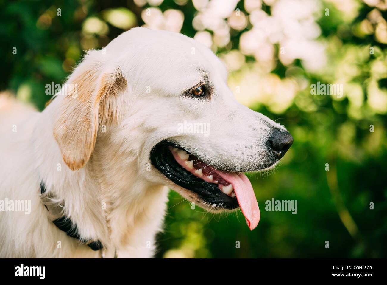 Are St Johns Water Dogs Extinct