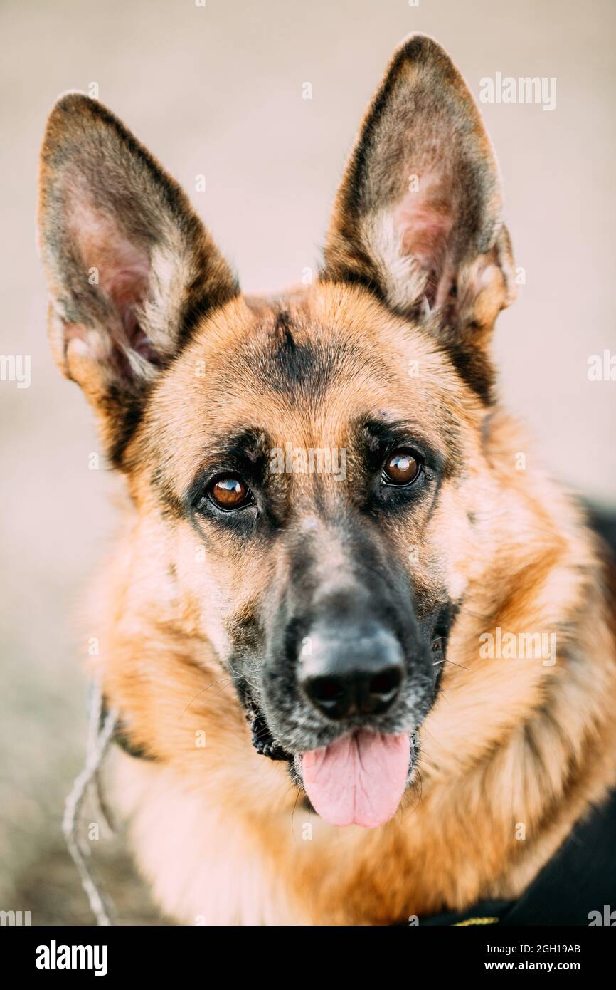 German Shepherd Dog Close Up. Alsatian Wolf Dog Or German Shepherd ...