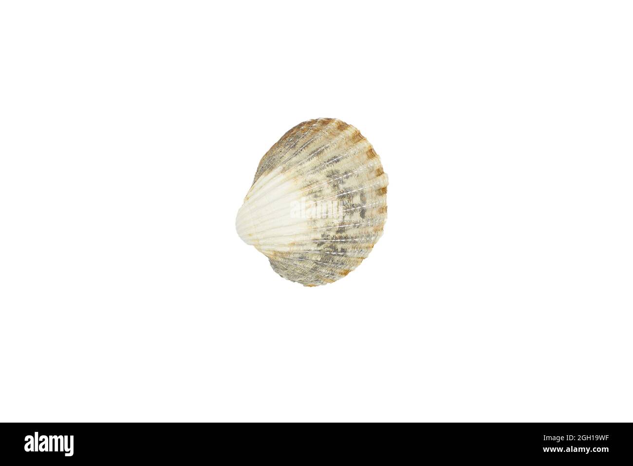 Sea shells isolated on white background. Shell, Seashell or Conch isolated on white Background as Decor or Souvenir. Stock Photo