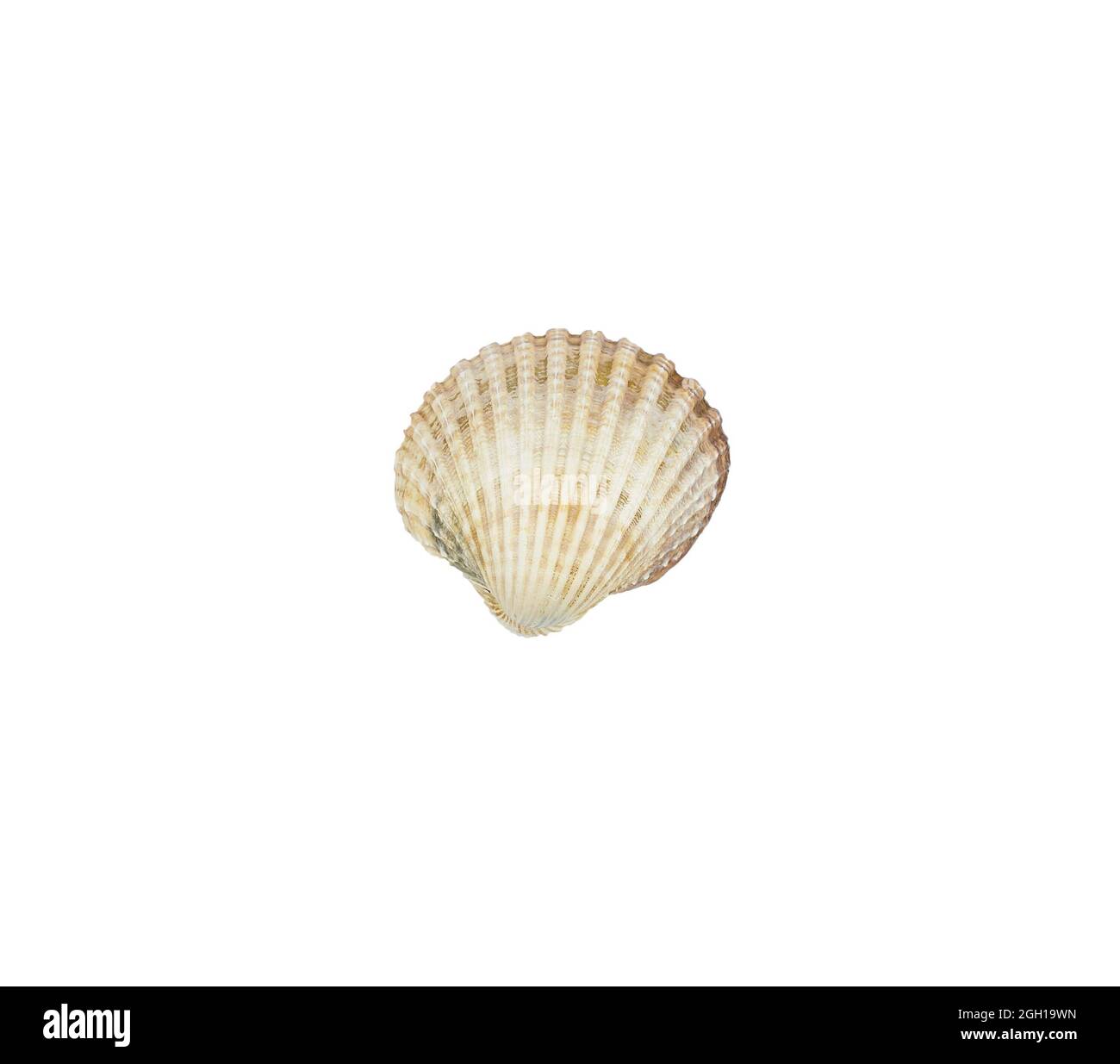 Sea shells isolated on white background. Shell, Seashell or Conch isolated on white Background as Decor or Souvenir. Stock Photo