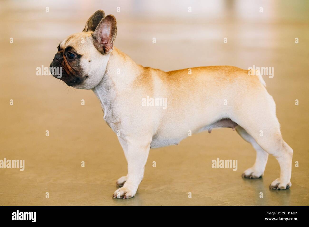 Dog French Bulldog indoor. The French Bulldog is a small breed of domestic dog. Stock Photo
