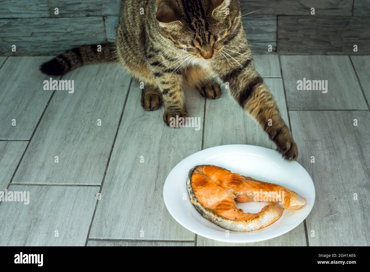 cat is going to eat fried fish trout from the plate Stock Photo