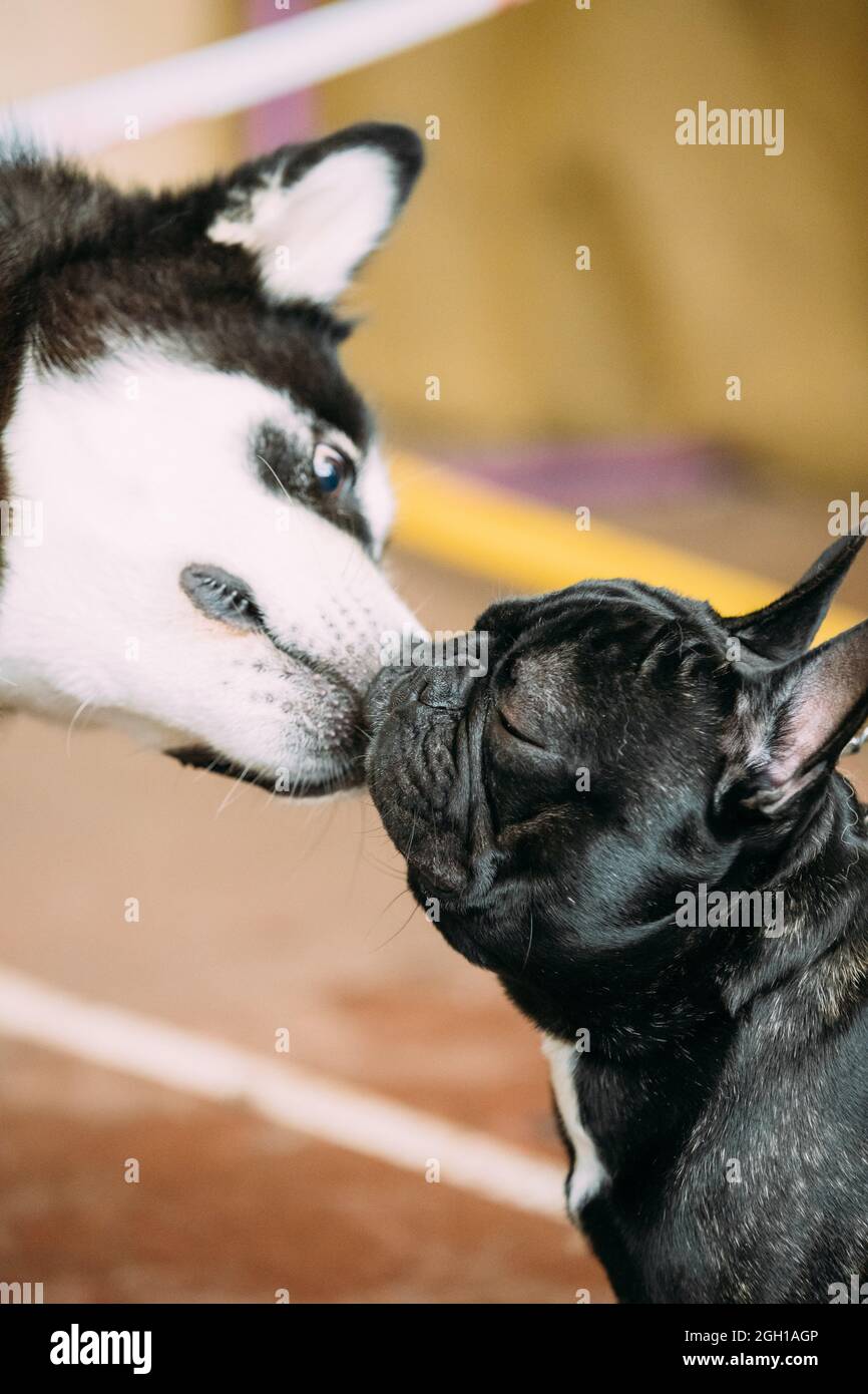 Why Do Dogs Kiss Each Other