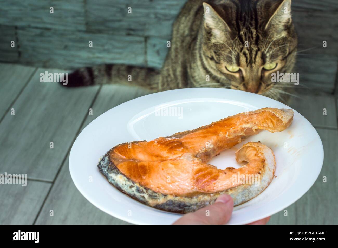 Portrait of a cat with fried fish. Natural pet food concept Stock Photo ... Biology Diagrams