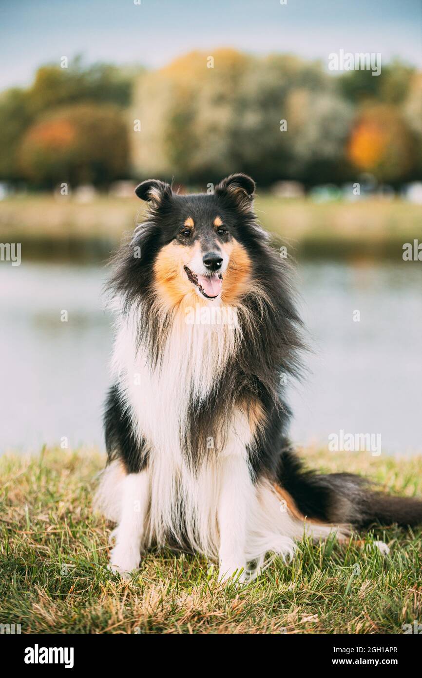 Rough Collie, lassie, Dog Stock Photo - Alamy