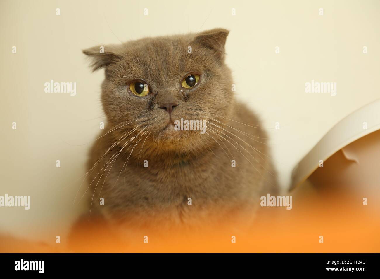 Unhealthiest hotsell cat breeds