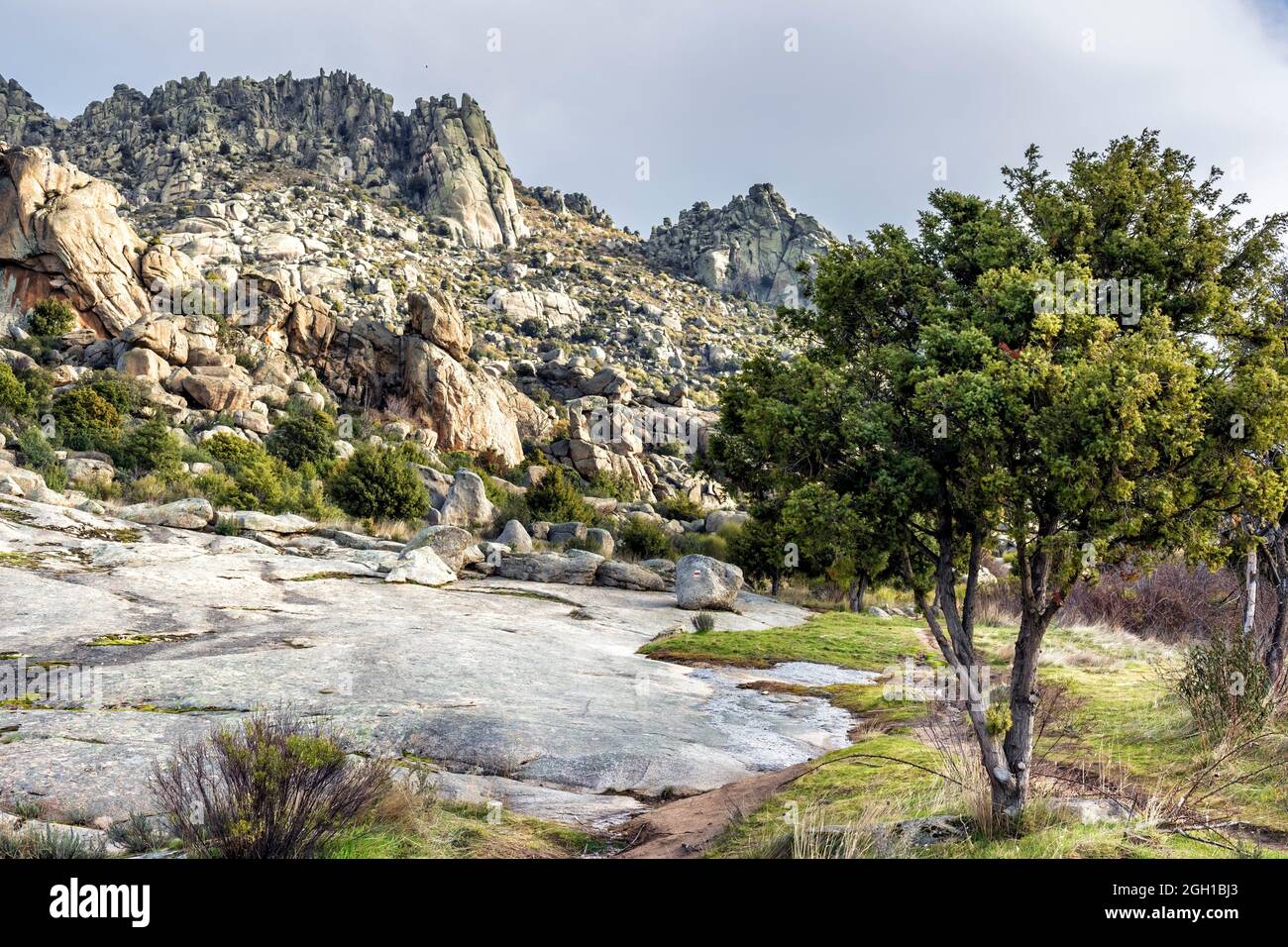 Granite rocks, cistus and pines in Sierra Cabrera. Madrid. Spain. Europe. Stock Photo