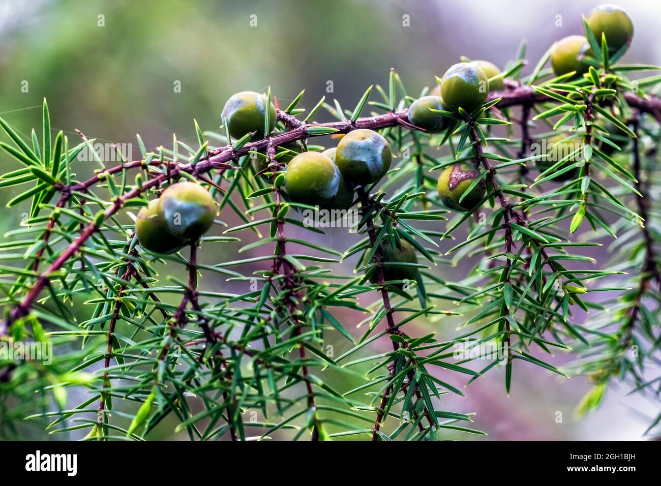 Juniperus oxycedrus hi-res stock photography and images - Alamy