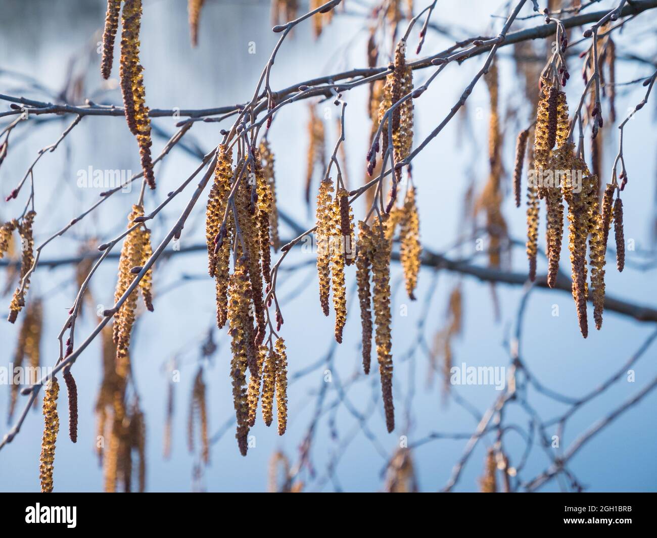 Alder catkins hanging from tree branch Stock Photo Alamy