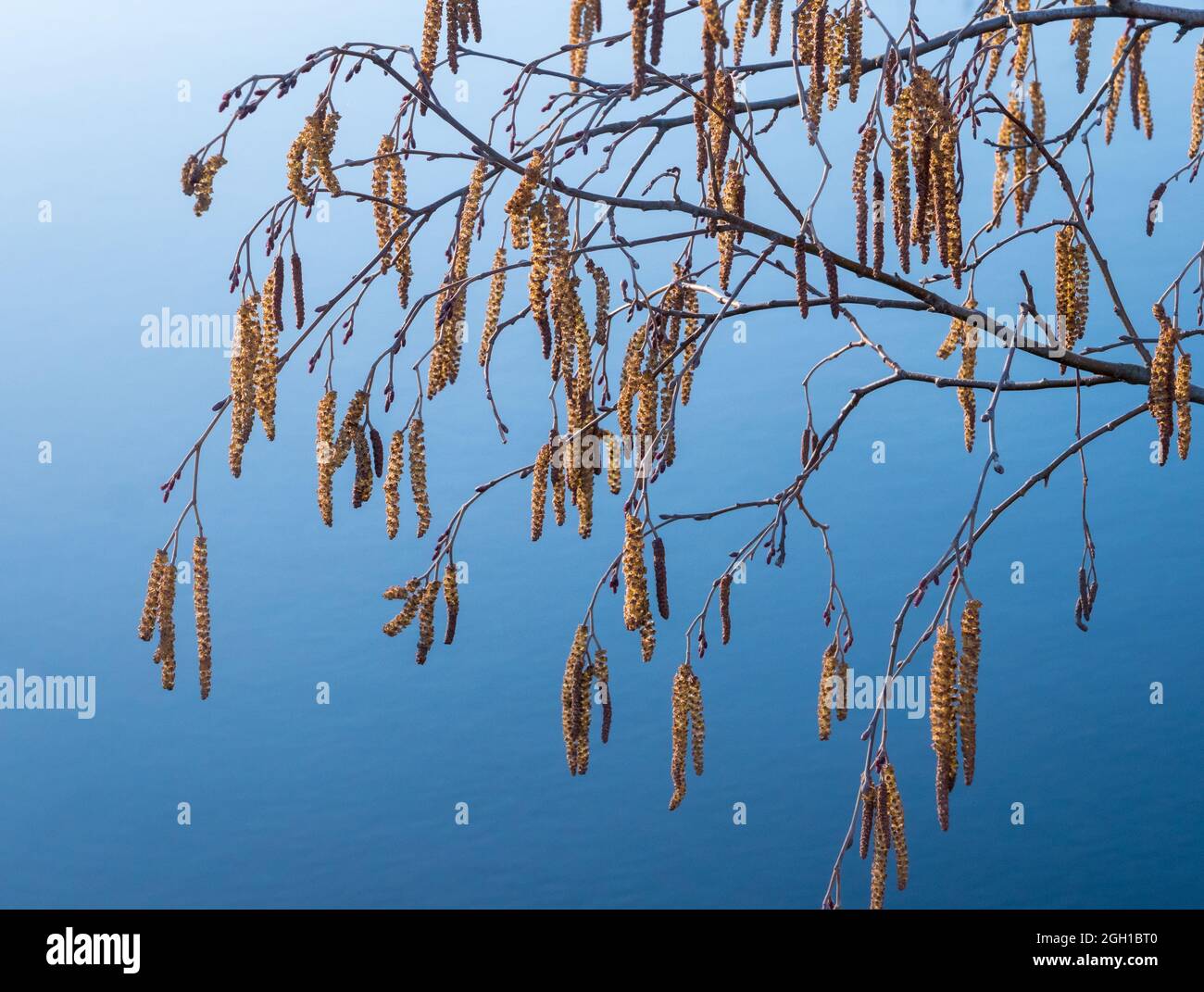 Alder catkins hanging from tree branch Stock Photo Alamy
