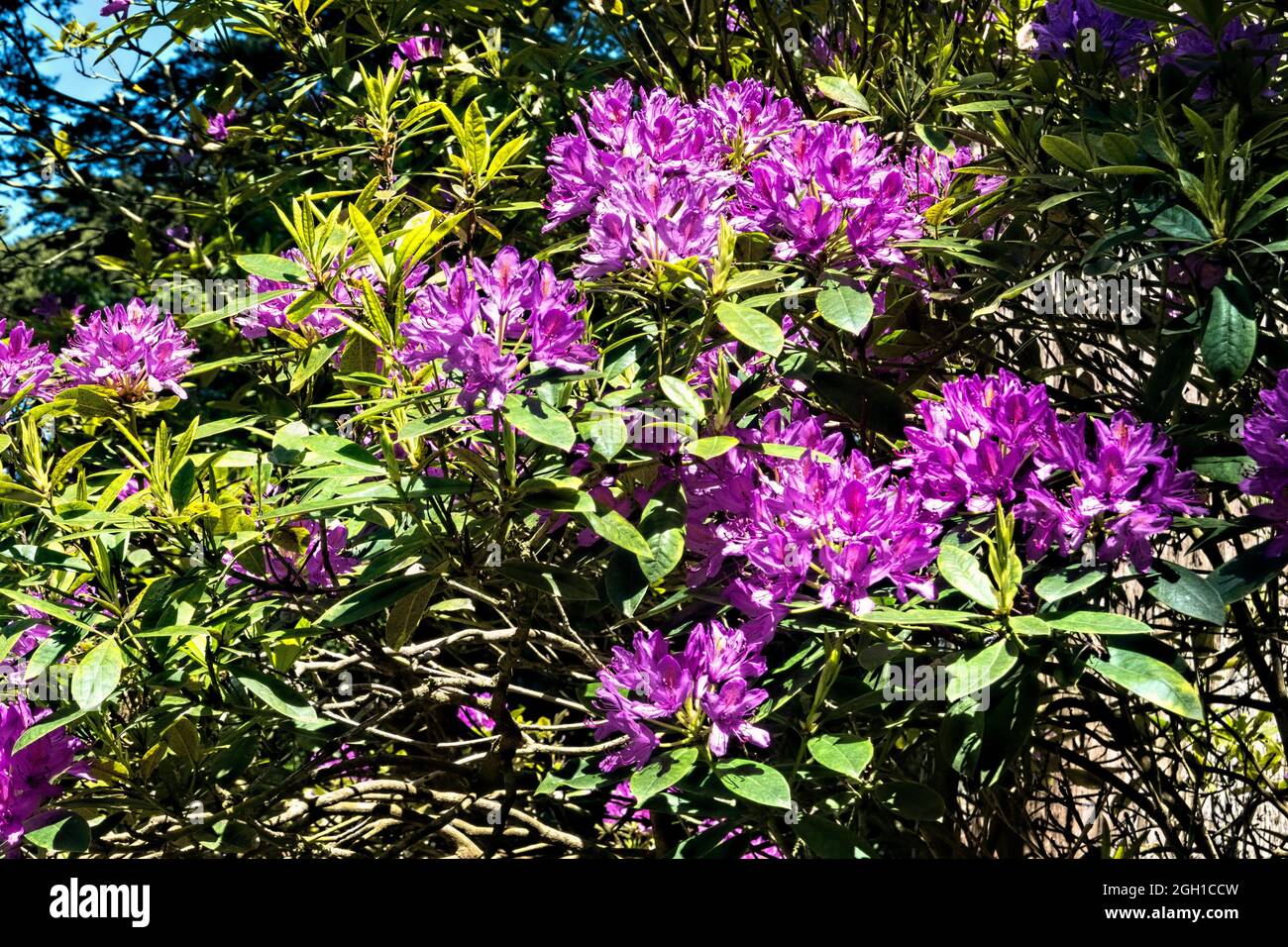 Rhododendron ponticum, botanical garden, San Francisco, California, U. S. A. Stock Photo