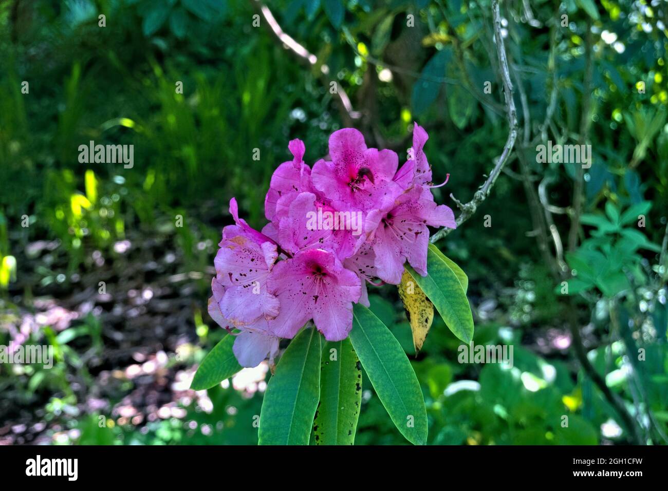 Rhododendron â. œEthel Stocker,â.botanical garden, San Francisco, California, U. S. A. Stock Photo