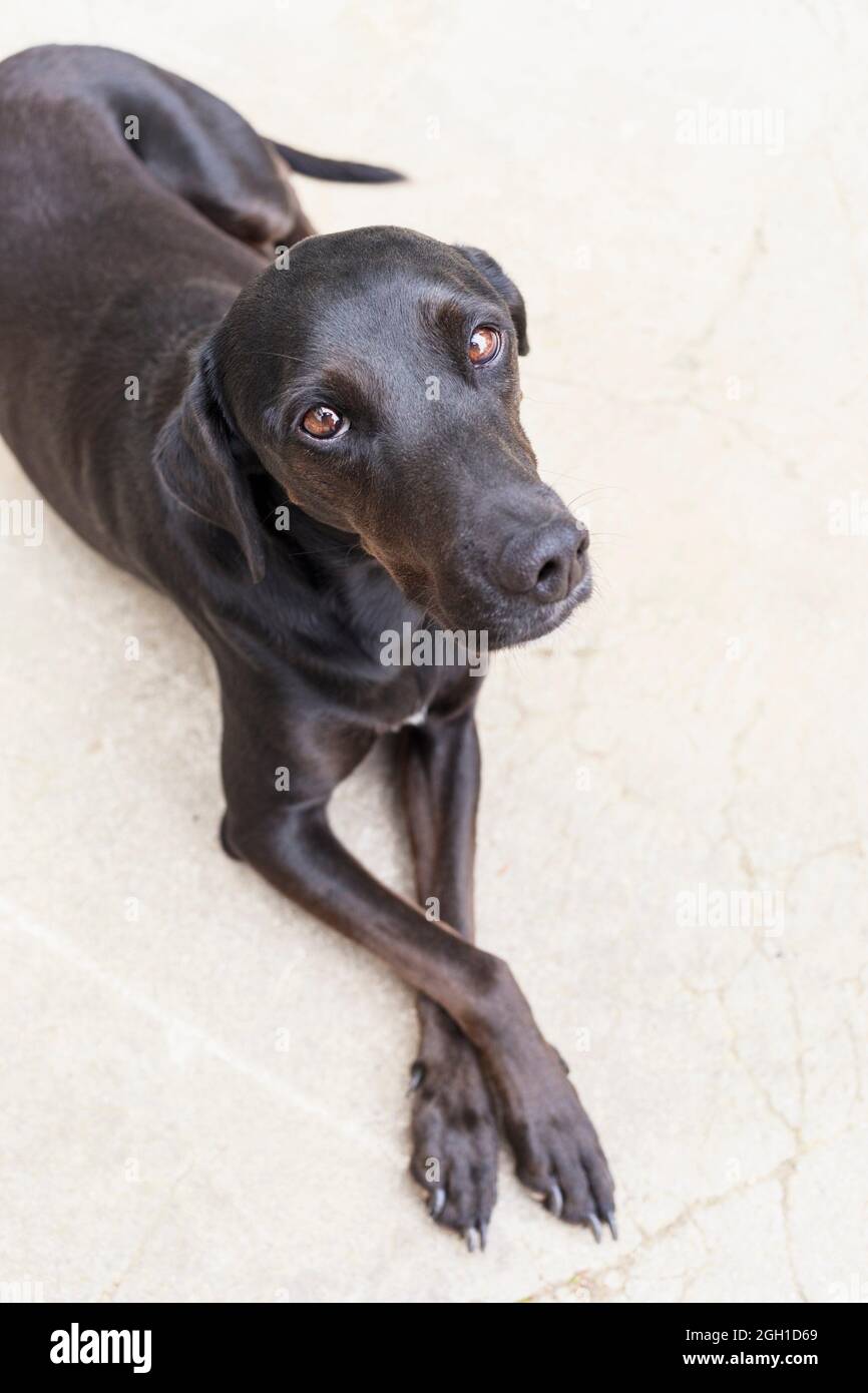 Sad black mixed race dog with paws crossed. Stock Photo