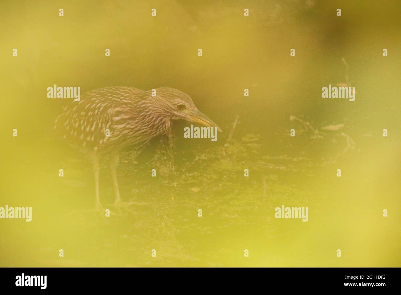 Juvenile of black-crowned night heron (Nycticorax nycticorax) in a pond of New York, United States Stock Photo