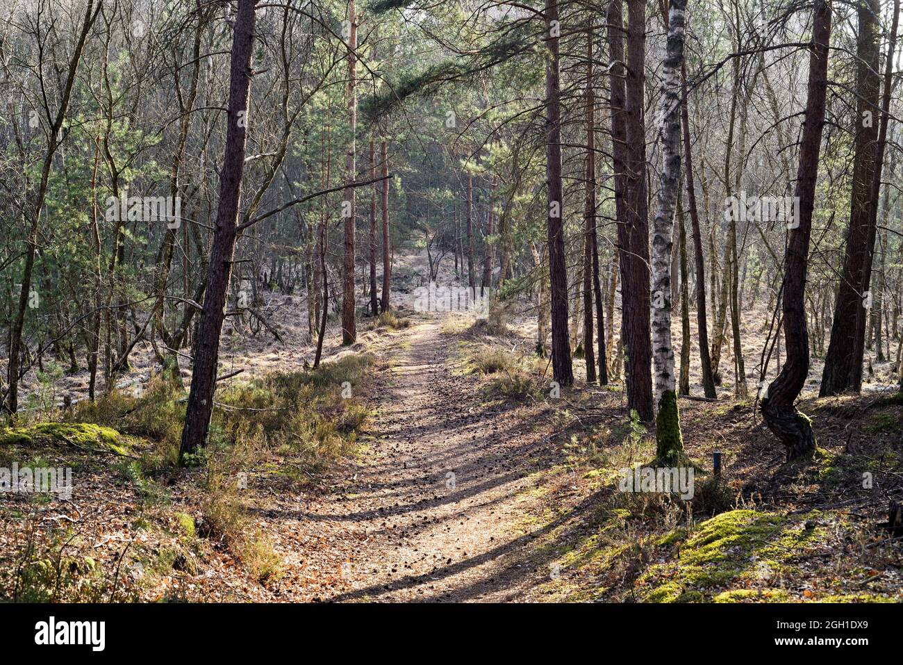 Forest path, Site of the 