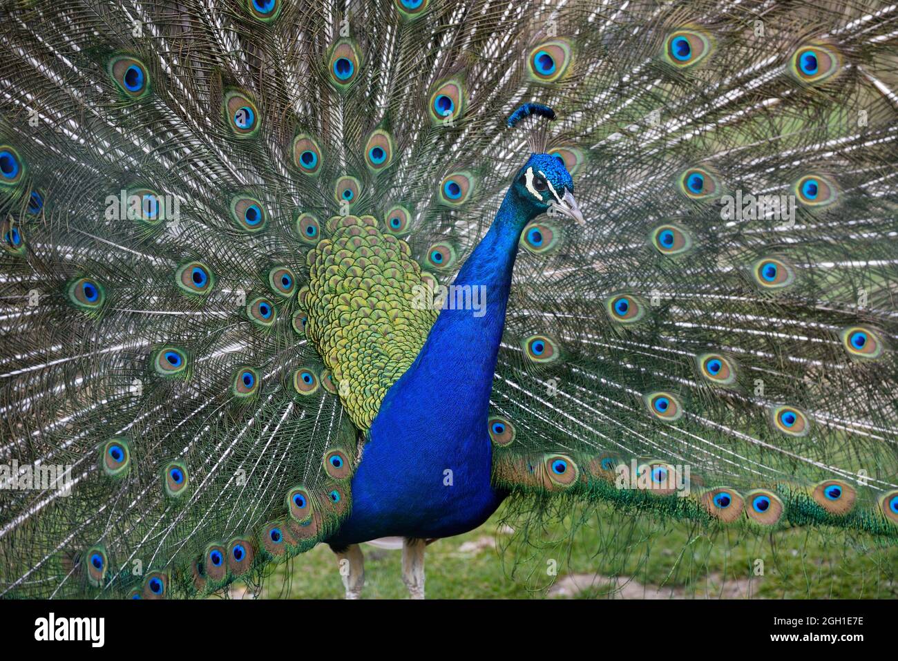 Paon Bleu High Resolution Stock Photography And Images Alamy