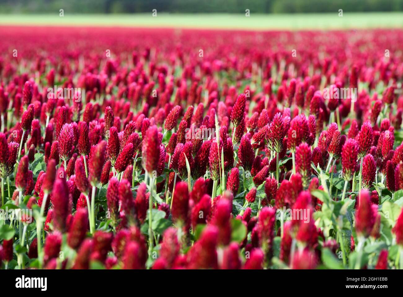 Champ De Trefle Incarnat Trifolium Incarnatum En Fleur Departement D Eure Et Loir Region Centre Val De Loire France Europe Stock Photo Alamy