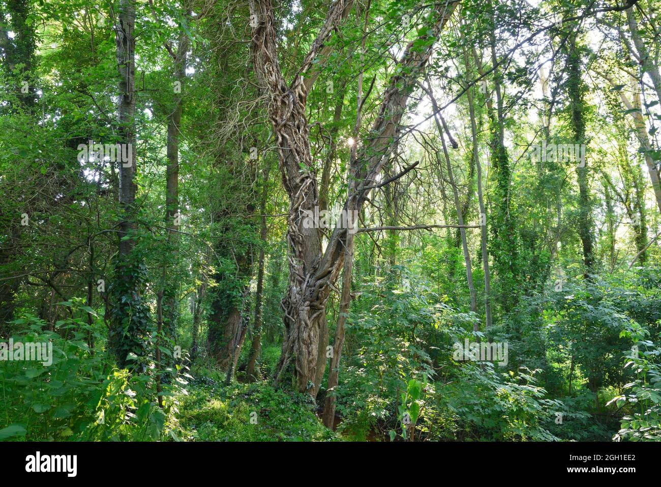 Lianes lianes hires stock photography and