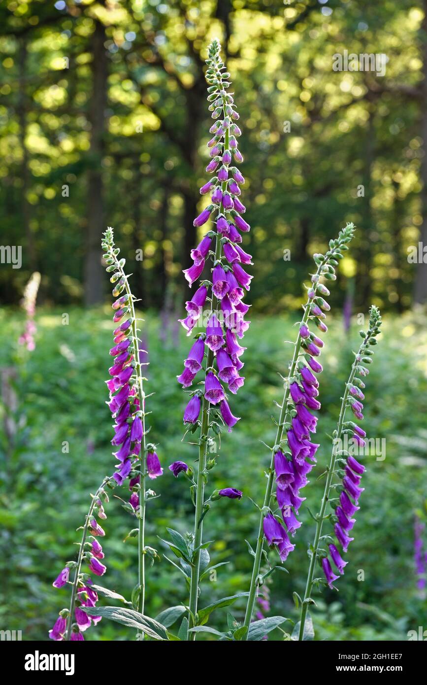 Digitales (Digitalis purpurea) en fleurs, Foret de Rambouillet, Parc naturel regional de la Haute Vallee de Chevreuse, Departement des Yvelines, Stock Photo