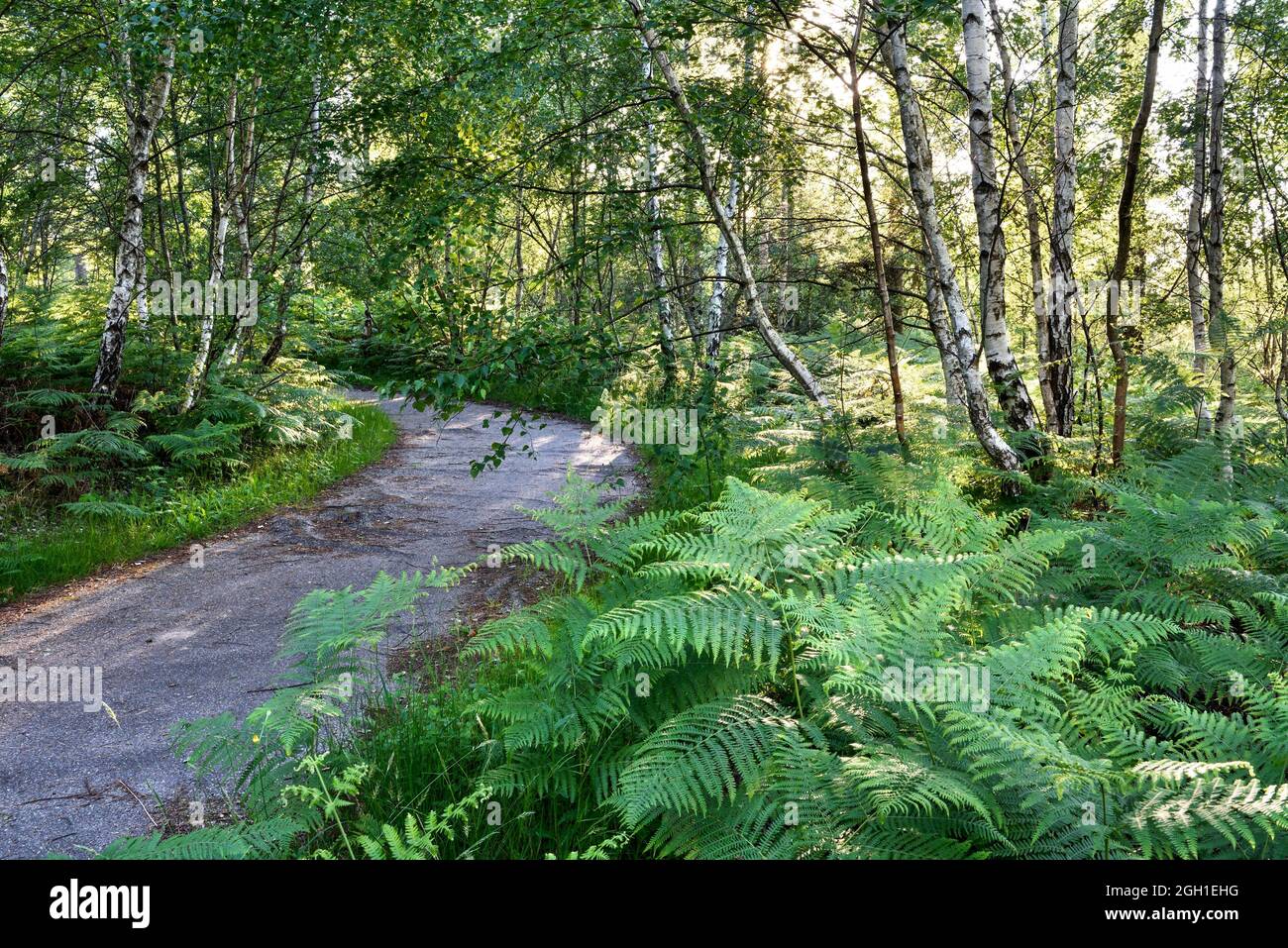 Piste cyclable au travers de parterres de fougeres en sous-bois de bouleaux, Foret de Rambouillet, Parc naturel regional de la Haute Vallee de Stock Photo