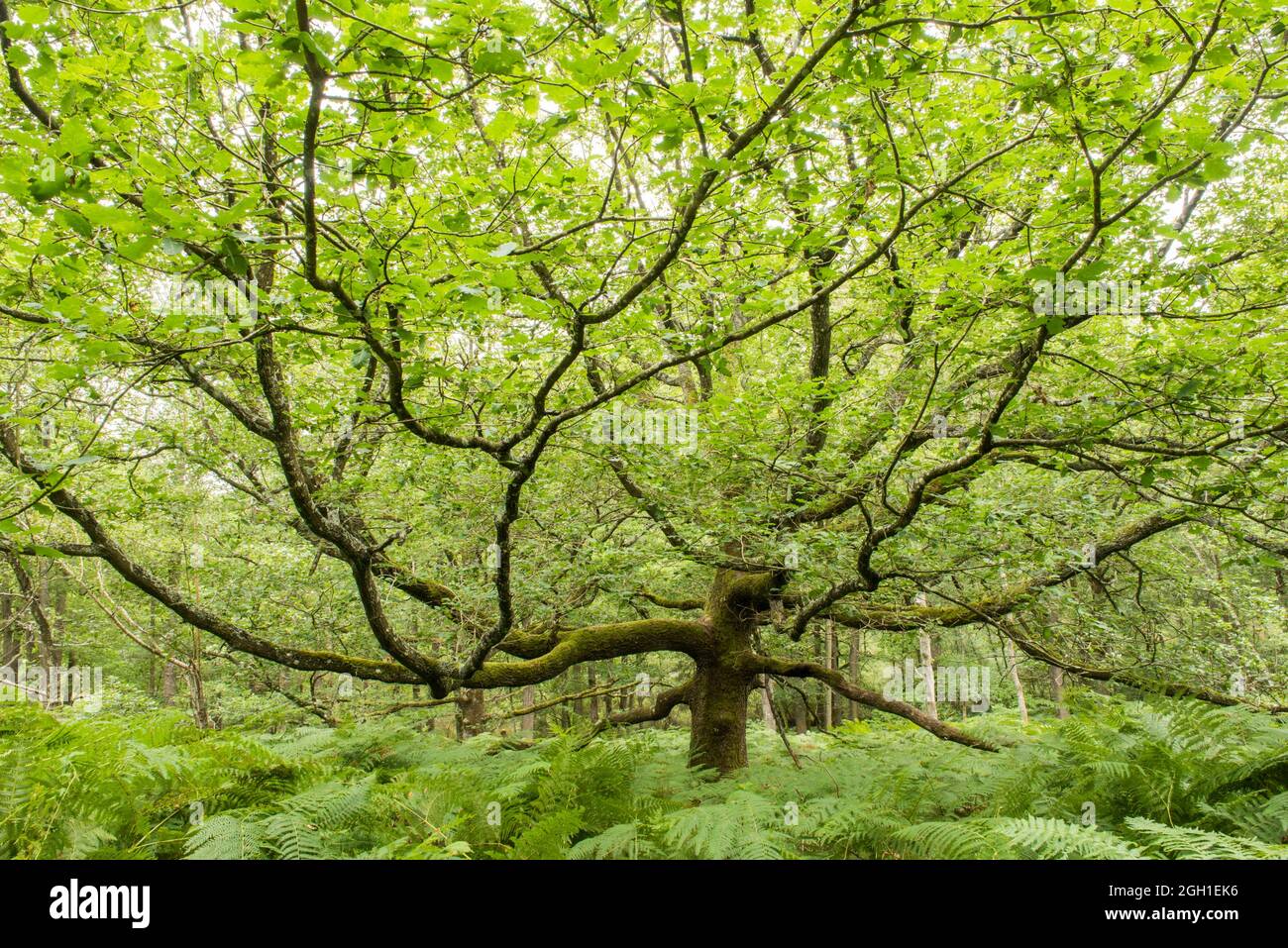 Chene High Resolution Stock Photography And Images Alamy