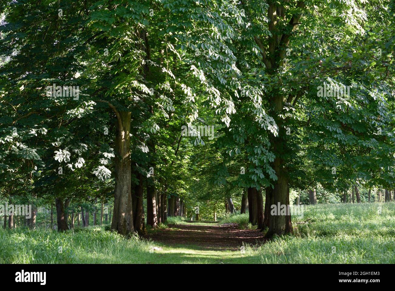 Allee bordee de marroniers, Parc du