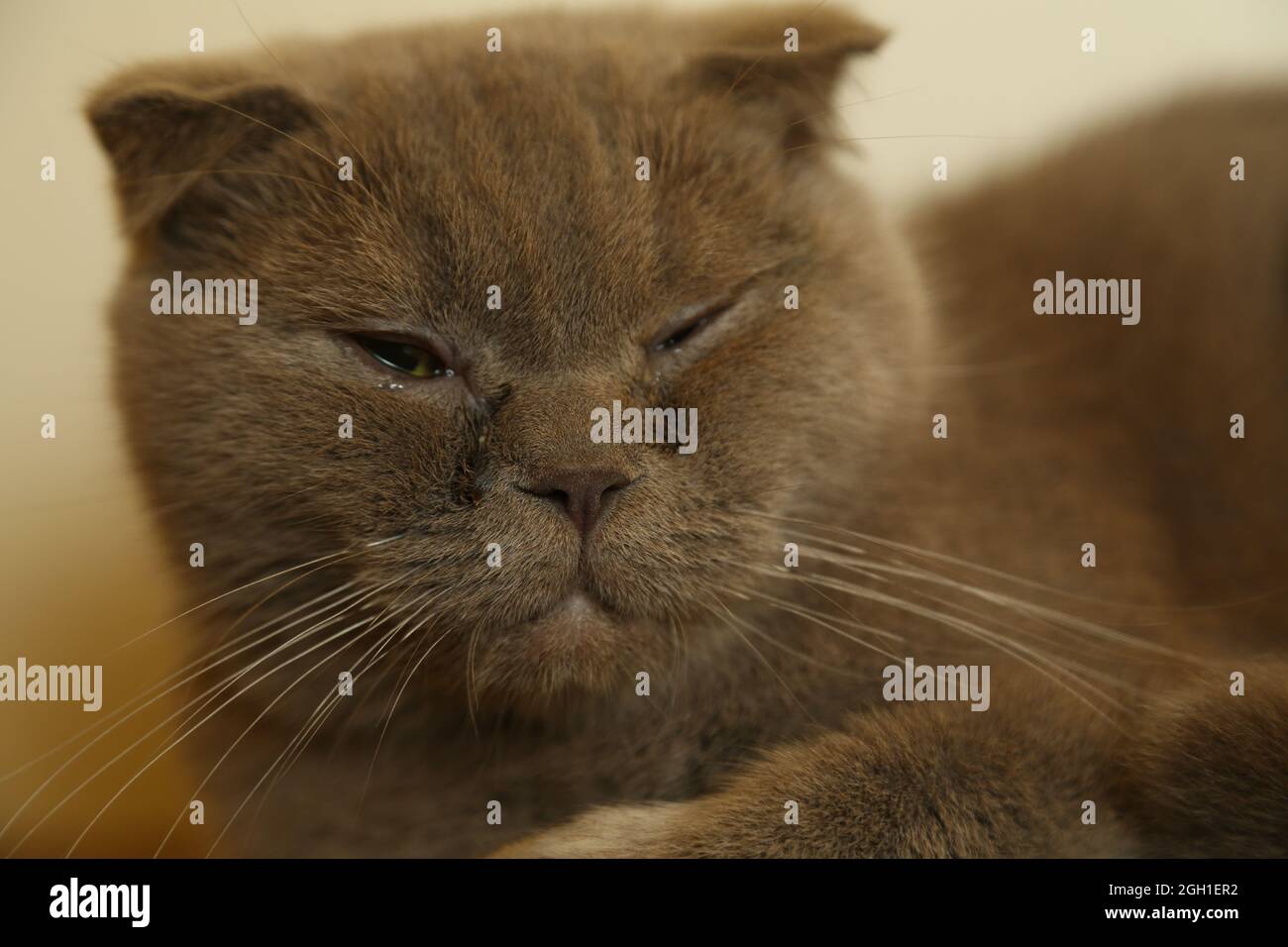 A lazy fat scottish fold cat is lying asleep. unhealthy cat. Stock Photo