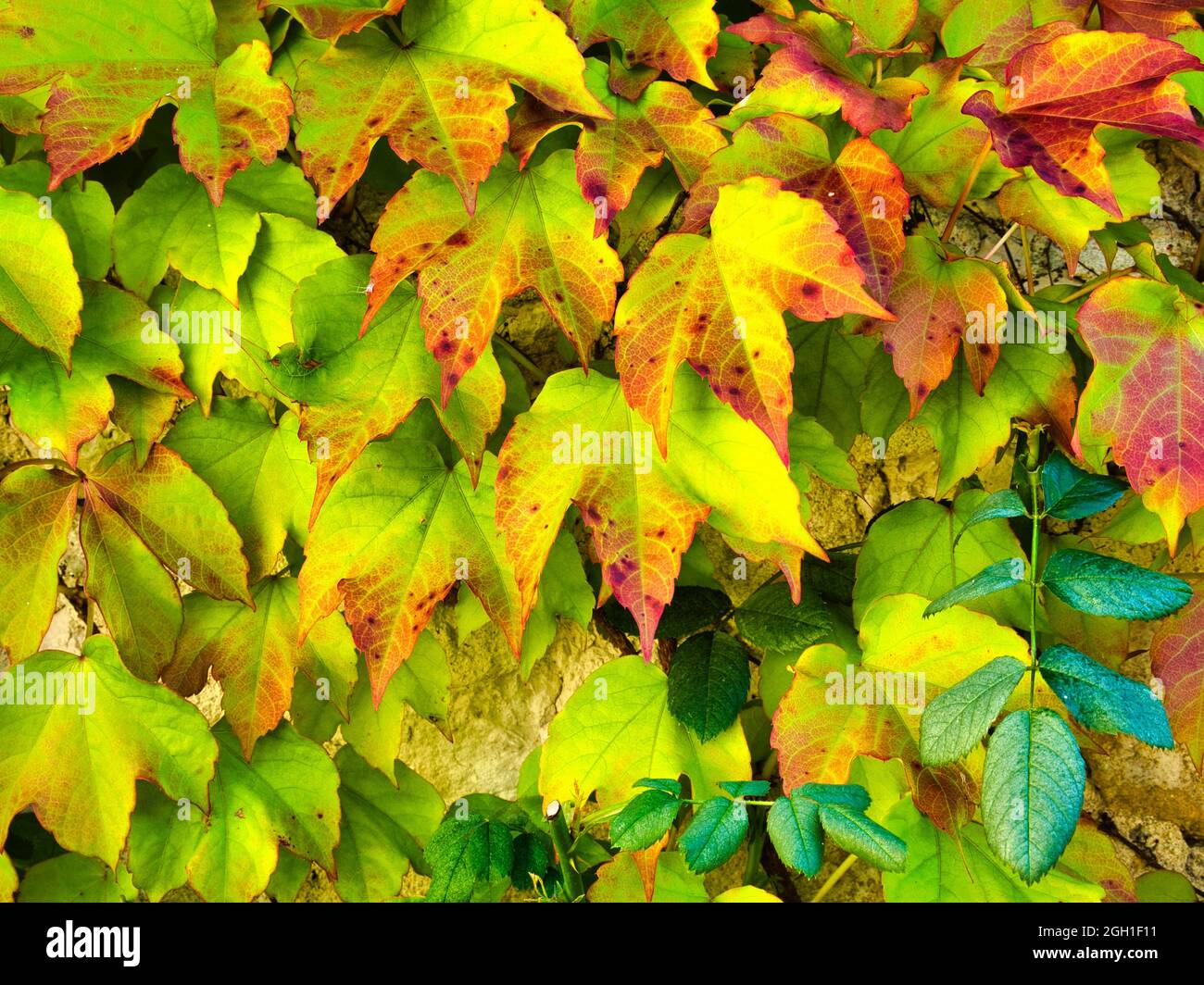 Vigne Vierge À Trois Pointes High Resolution Stock Photography and Images -  Alamy