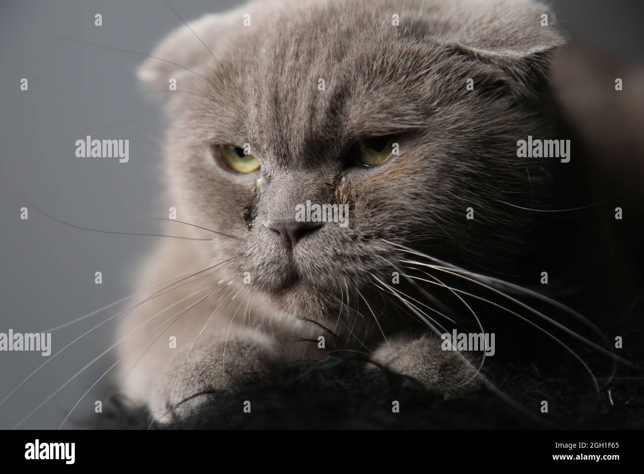 A lazy fat scottish fold cat is lying asleep. unhealthy cat. Stock Photo