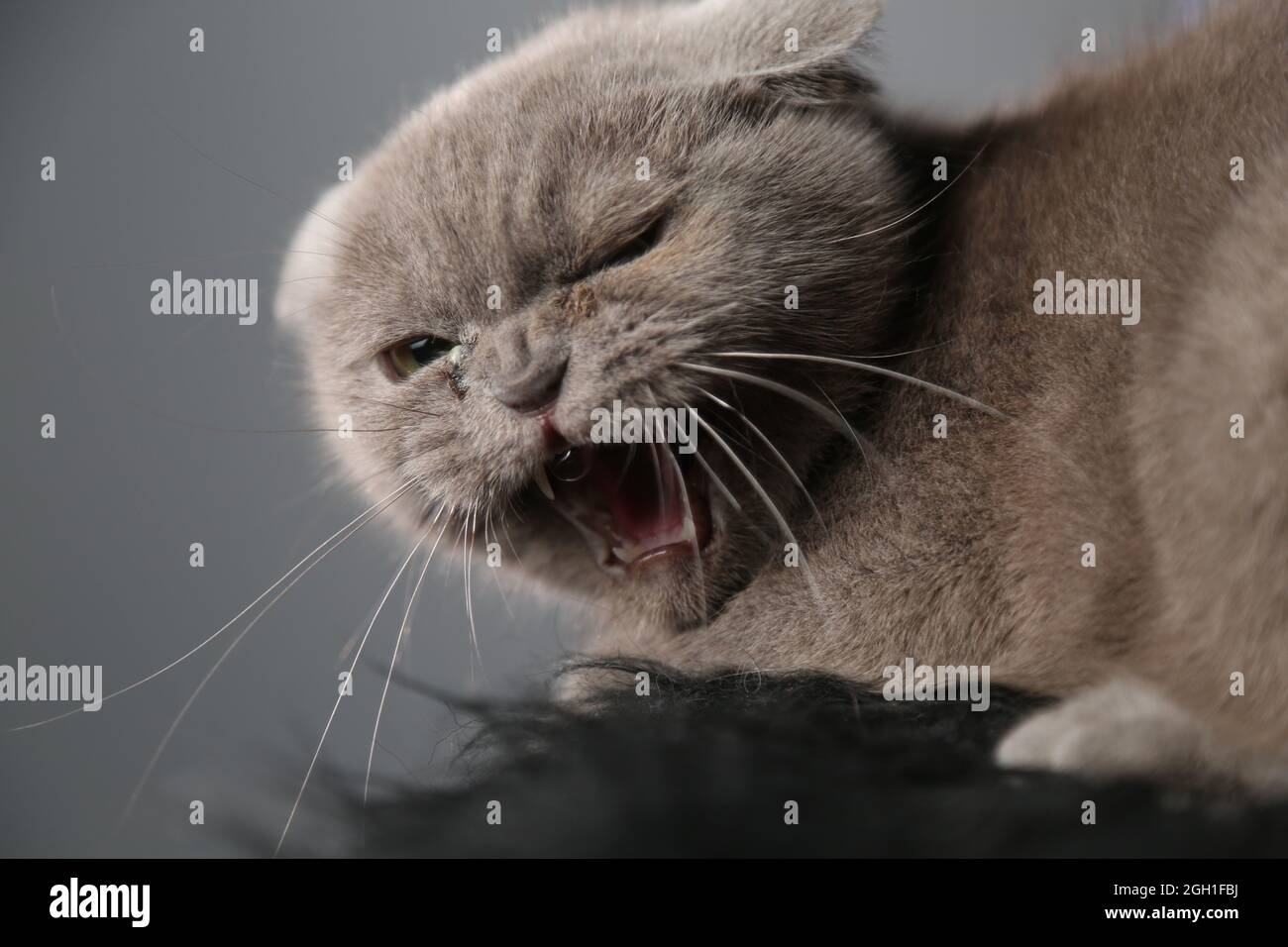 A lazy fat scottish fold cat is lying asleep. unhealthy cat Stock Photo