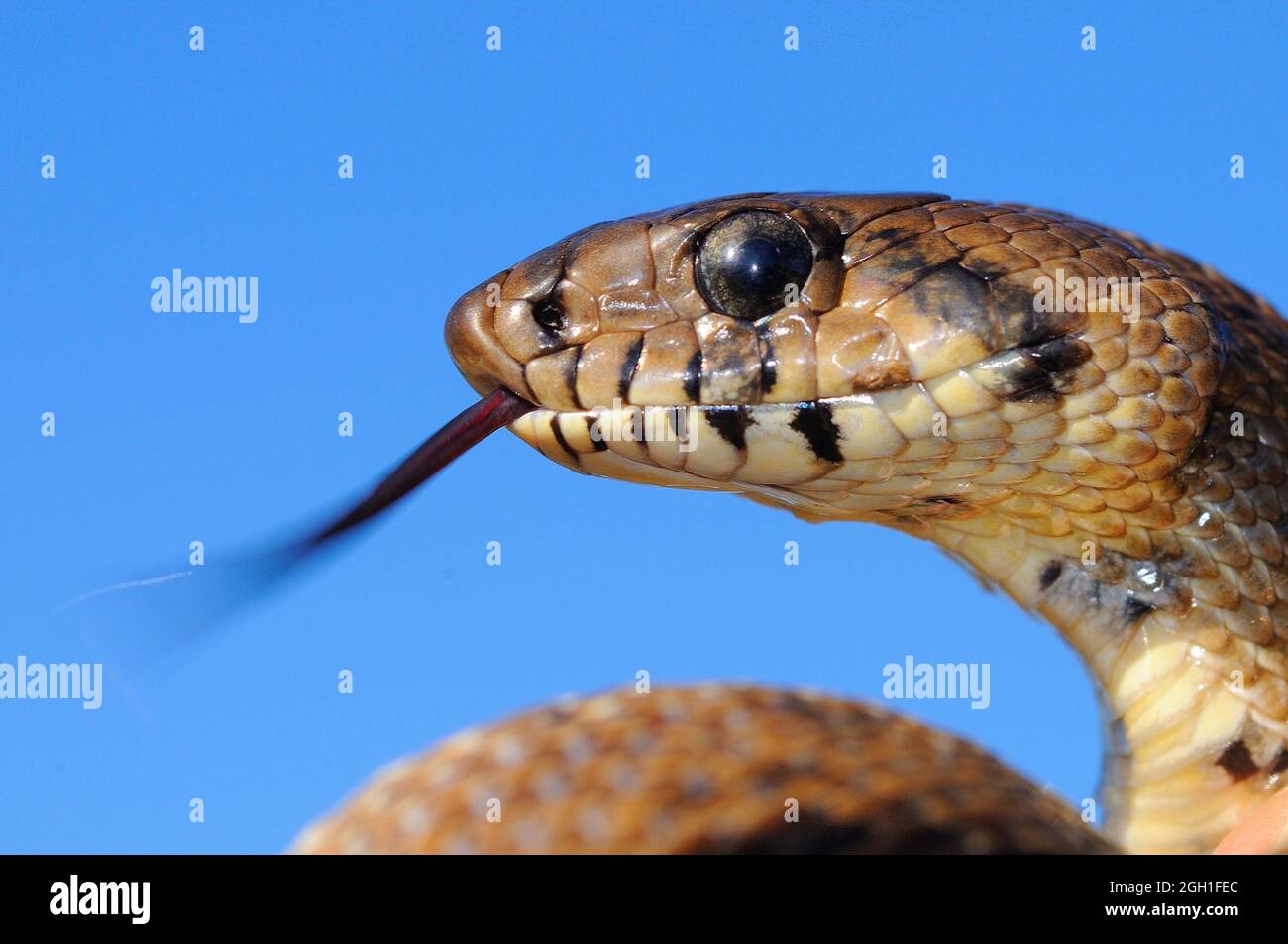 Ladder snakes hi-res stock photography and images - Alamy