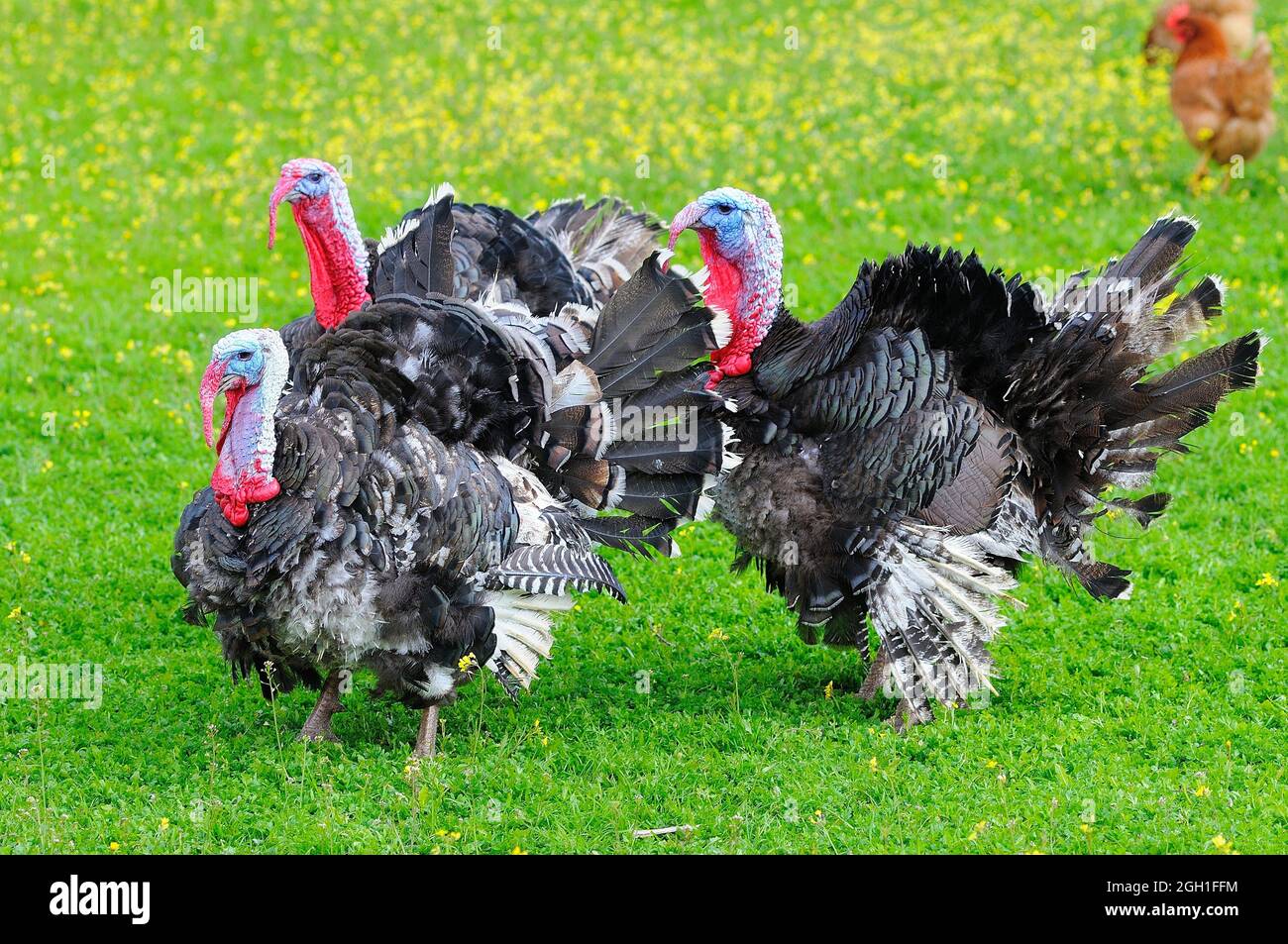 Carrion animal hi-res stock photography and images - Alamy
