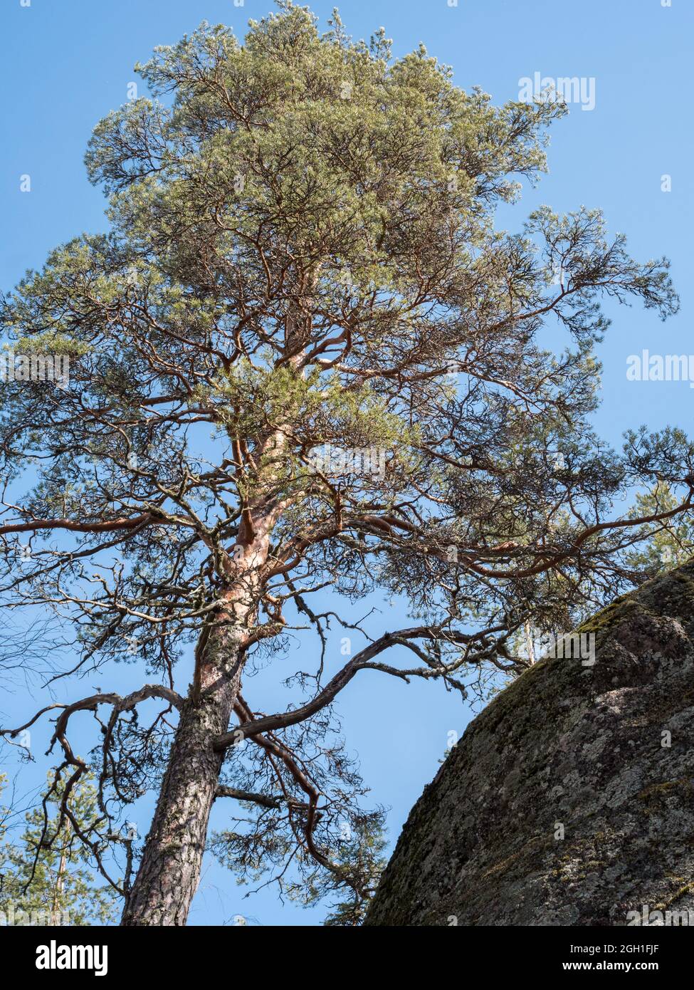 Old European red pine tree by a rocky cliff Stock Photo
