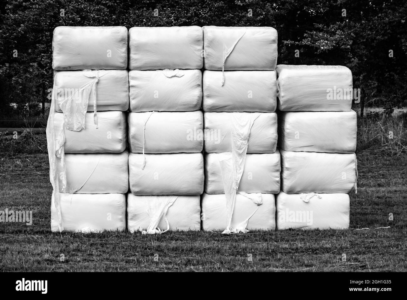 Hay bales wrapped in white plastic in a meadow Stock Photo - Alamy