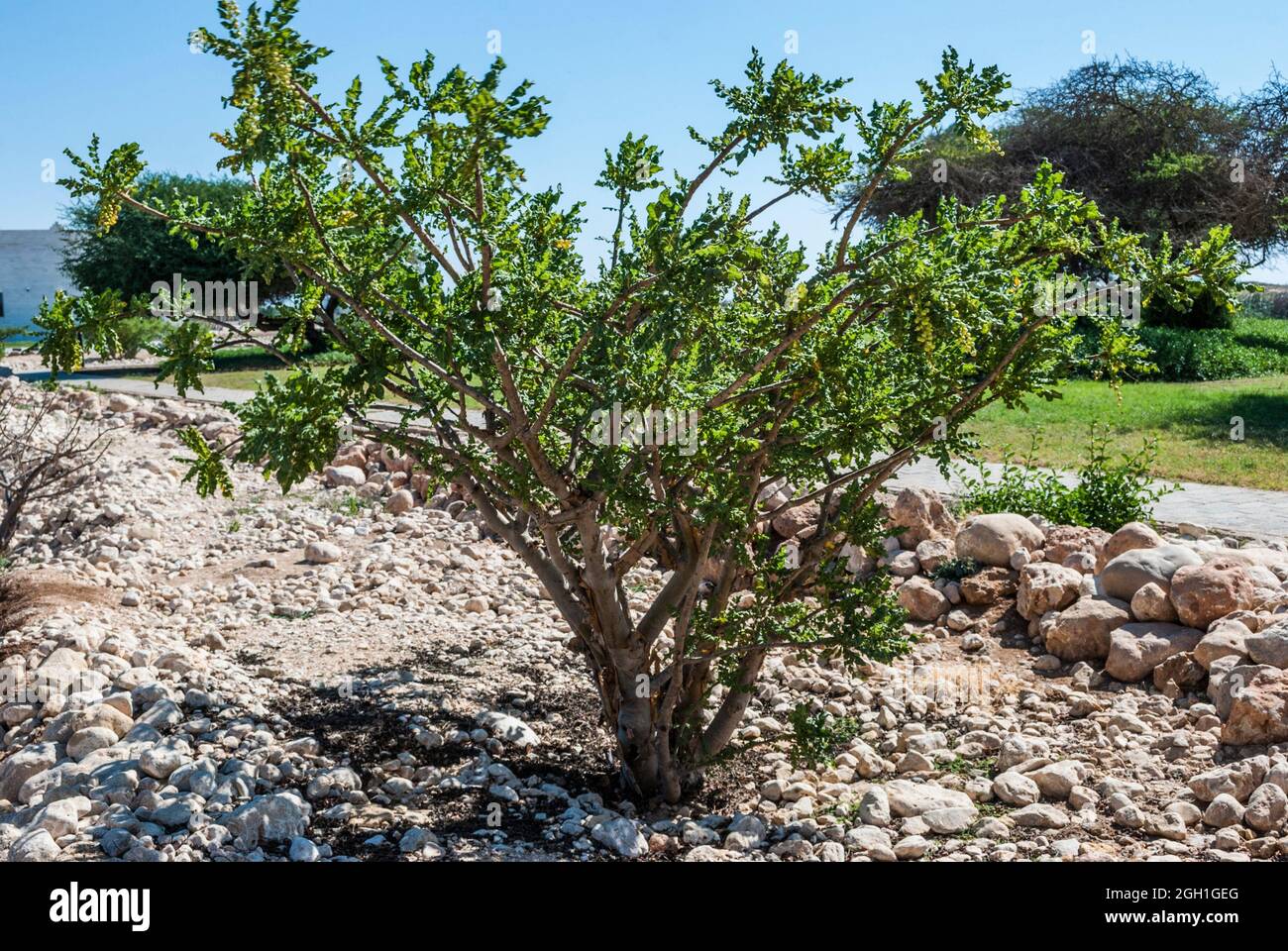 Boswellia tree sap hires stock photography and images Alamy