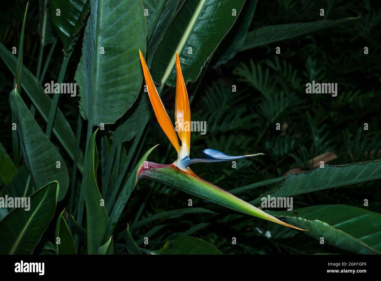 Bird of paradise (Strelitzia reginae). Macro. Florida, U. S. A. , North