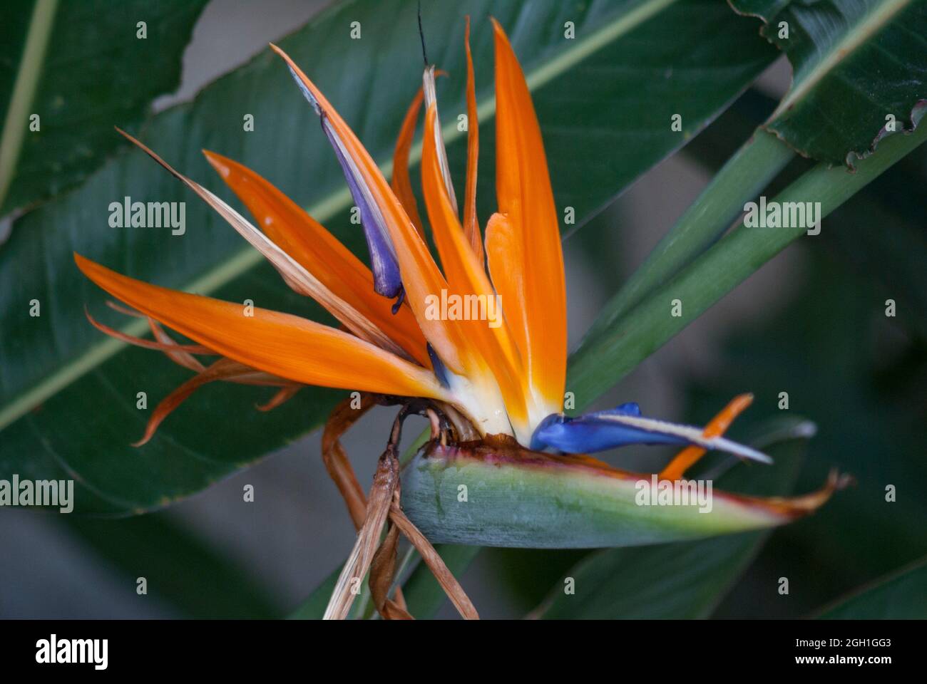 Bird of paradise (Strelitzia reginae). Macro. Florida, U. S. A. , North ...