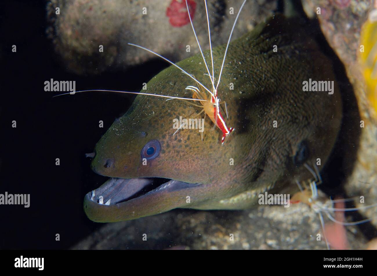 Hump-back Cleaner Shrimp (Lysmata amboinensis) with Giant Moray Eel (Gymnothorax javanicus), Ghost Bay dive site, Amed, Karangasem Regency, Bali, Stock Photo